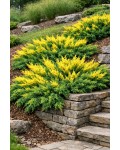 Juniperus Golden Spring використання